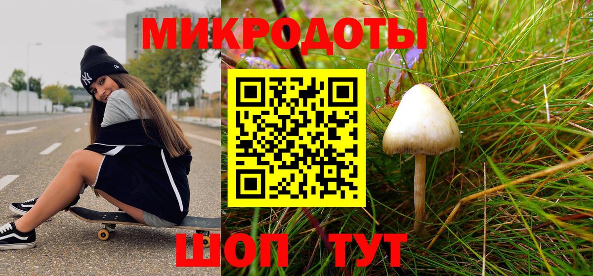 Псилоцибиновые грибы Psilocybe Томск
